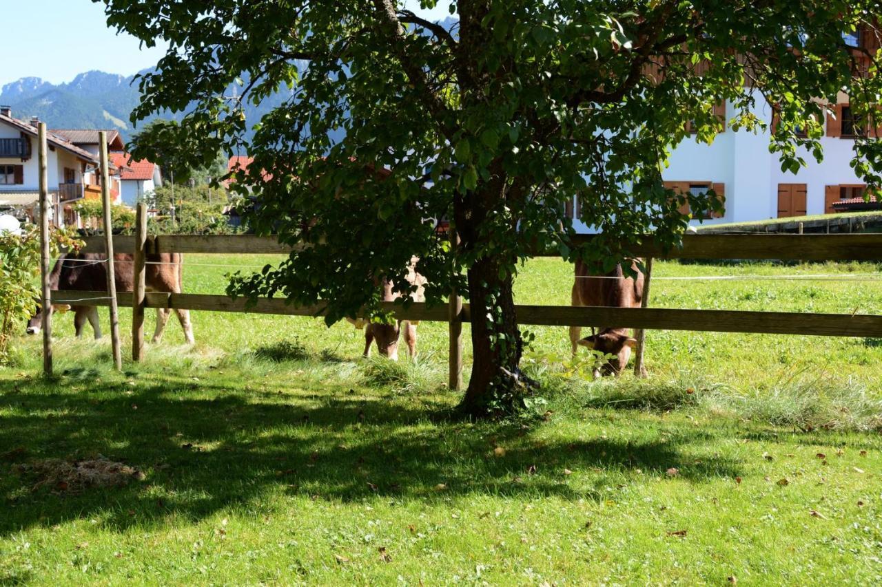 Gaestehaus Wild-Schuetz Schwangau Extérieur photo